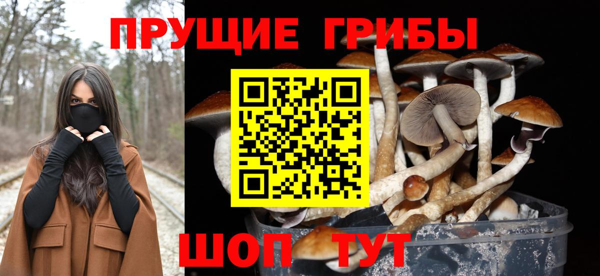 где купить наркотик  Вход с VPN  Галлюциногенные грибы мицелий  Калининград  Псилоцибиновые грибы Psilocybe 